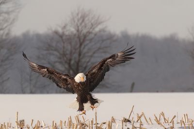 Pygargue  tte blanche / Bald Eagle