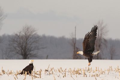 Pygargue  tte blanche / Bald Eagle