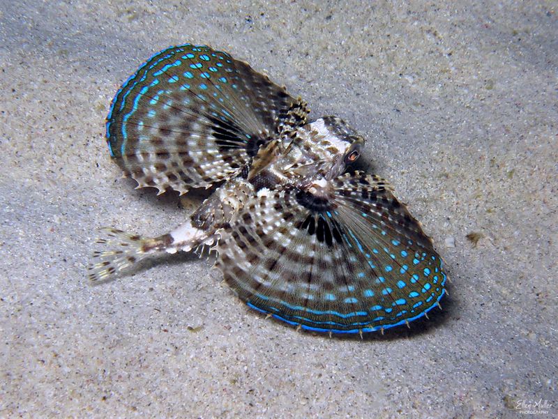 Juvenile Flying Gurnard