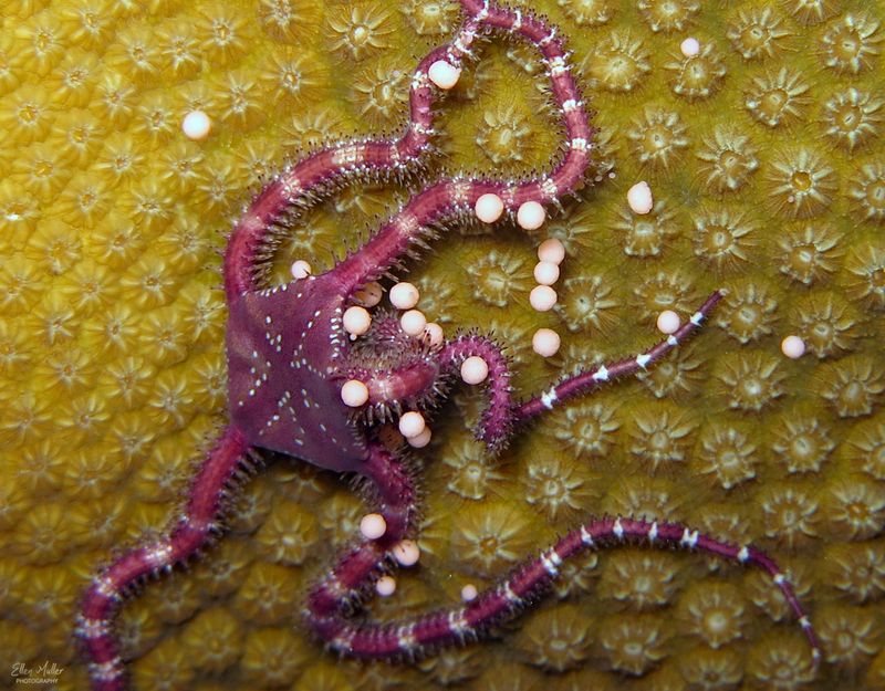Antilles Brittle Star & Coral Eggs