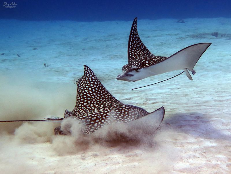 Two Eagle Rays