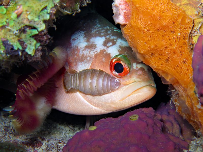Creolefish & Isopod