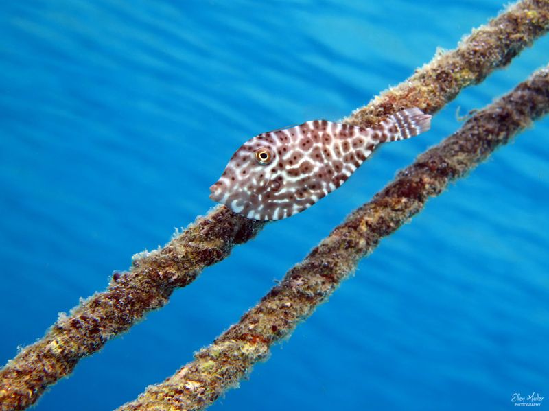 Juv Unicorn Filefish