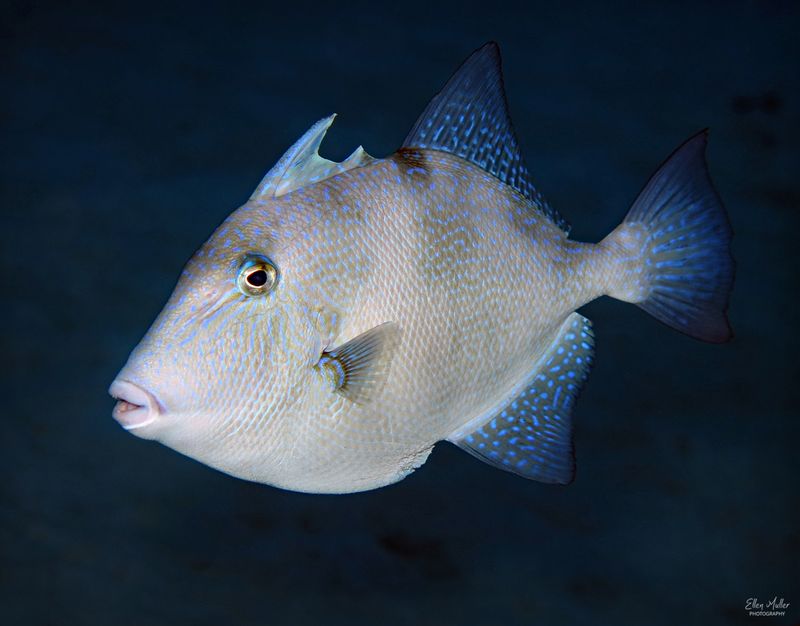 Gray Triggerfish