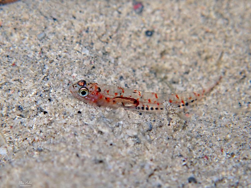 Spotfin Goby (Settling)