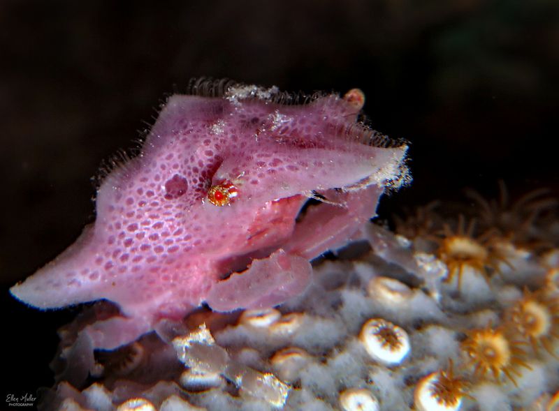 Newly Molted Crab