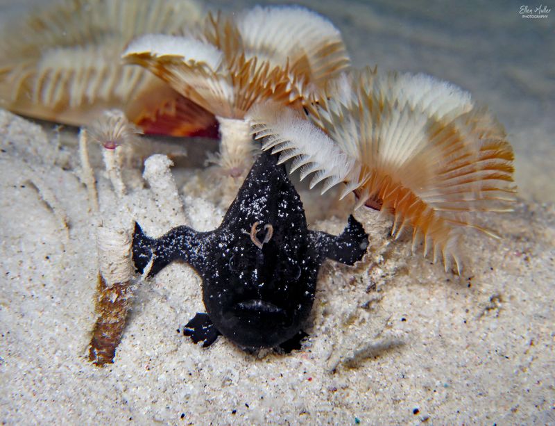 Juvenile Striated Frogfish