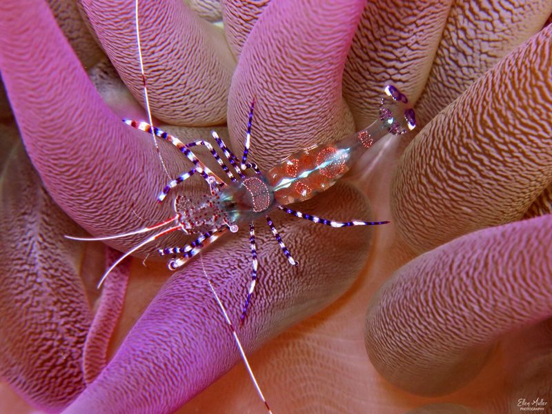 Spotted Cleaner Shrimp at Night