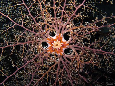 Giant Basket Star