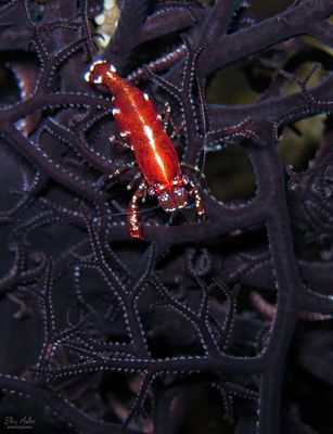 Basket Star Shrimp
