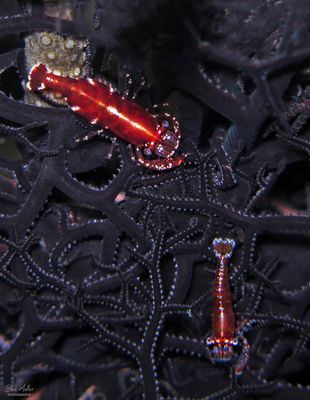 Basket Star Shrimp