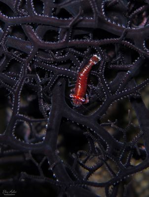 Basket Star Shrimp