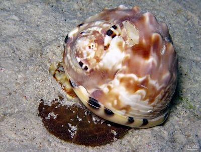 King Helmet eating a Sand Dollar