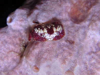 Rubble Crab