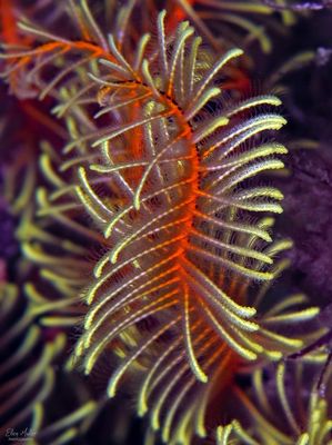 Golden Crinoid