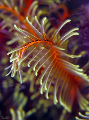 Golden Crinoid