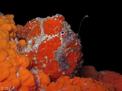Longlure Frogfish