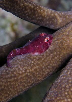 Papillate Clingfish