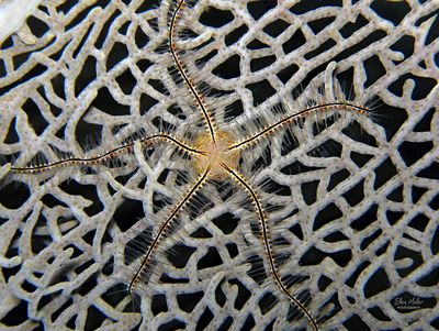 Brittle Star on Sea Fan