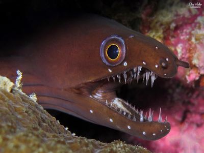 Chestnut Moray