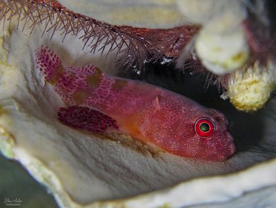 Clingfish w/ Eggs