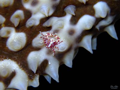 Spotted Porcelain Crab