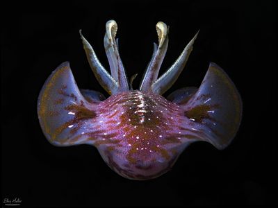 Reef Squid