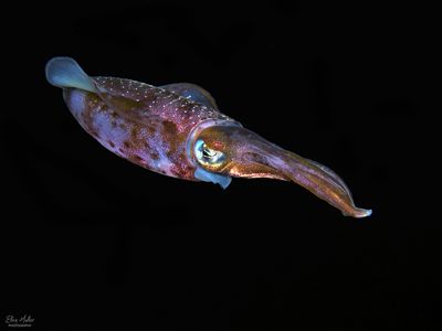 Reef Squid