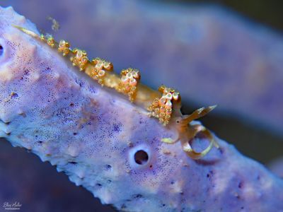 Longhorn Austraeolis