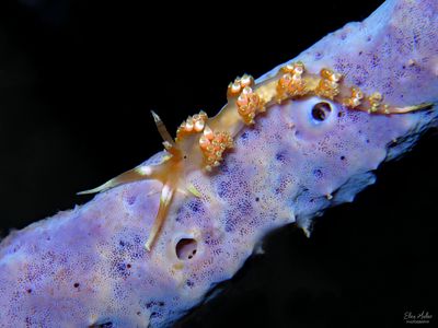 Longhorn Austraeolis