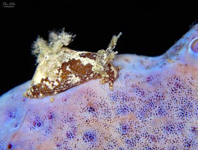 Trapania dalva