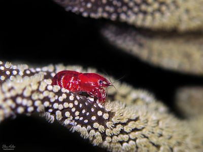Basket Star Shrimp