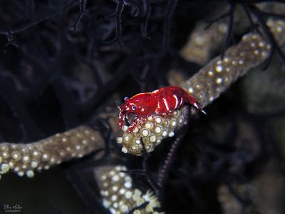 Basket Star Shrimp