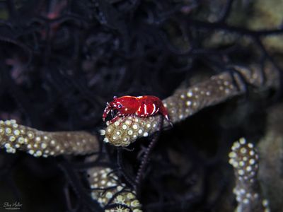 Basket Star Shrimp