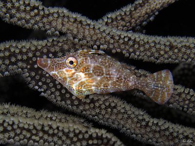 Slender Filefish
