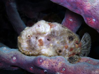 Longlure Frogfish