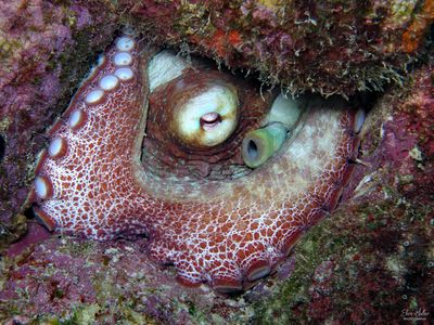 Octopus insularis