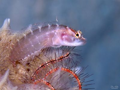 Ringed Blenny