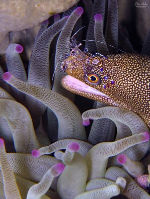 Eel, Shrimp & Anemone