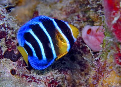 Juvenile Queen Angel