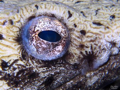 Snake Eel Eye