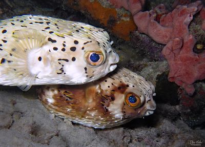 Mating Balloonfish