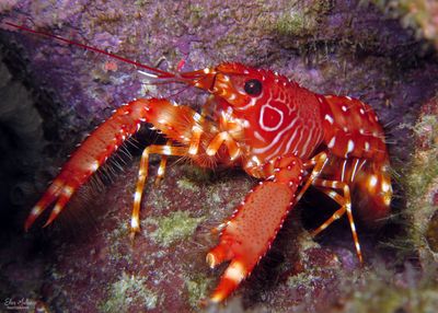 Flaming Reef Lobster