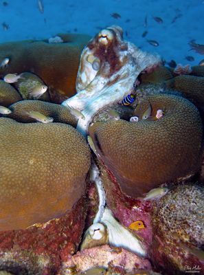 Octopuses Mating