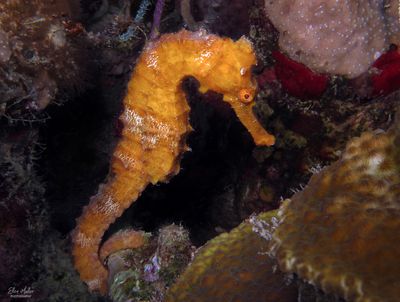 Orange Seahorse