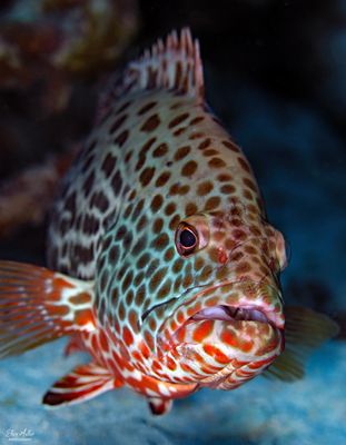 Yellowfin Grouper