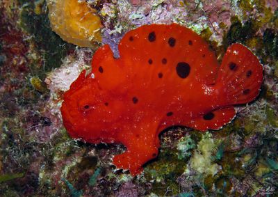 Red Male Frogfish