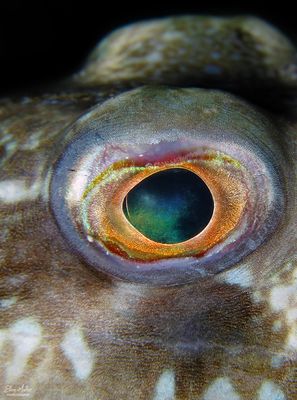 Bandtail Puffer Eye