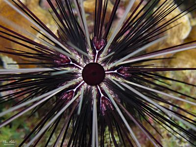 Long-spined Urchin