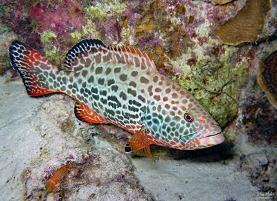 Yellowfin Grouper